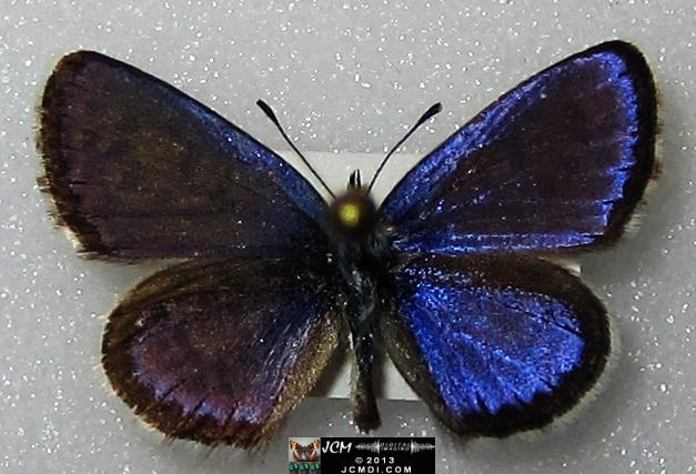 Philotes battoides bernardino (Bernardino Blue butterfly) image